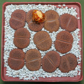Lithops aucampiae v. koelemanii, C256