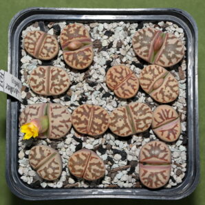 Lithops dorotheae , selected