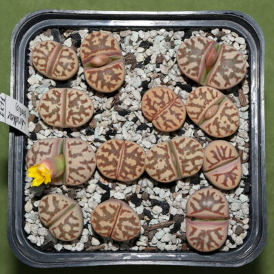 Lithops dorotheae , selected
