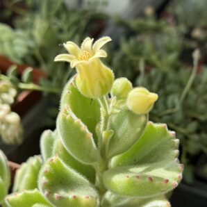 Cotyledon tomentosa variegata