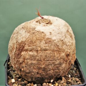 ipomoea-bolusi