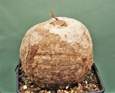 ipomoea-bolusi
