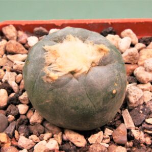 lophophora-diffusa-v.-koehresii-1.