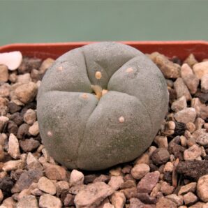 lophophora-fricii-3