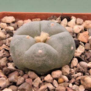 lophophora-fricii-4