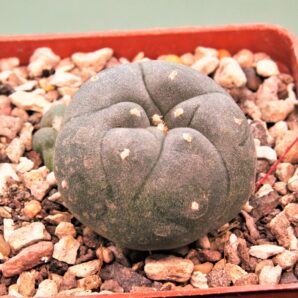 lophophora-jordaniana-v.-caespitosa-1.