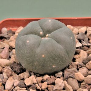 lophophora-williamsii-1