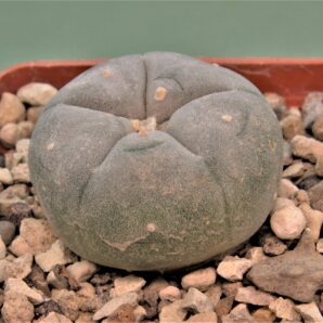 lophophora-williamsii-2