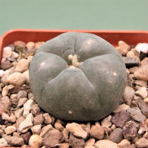 lophophora-williamsii-3.