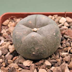 lophophora-williamsii-4