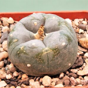 lophophora-williamsii-coahuila-1