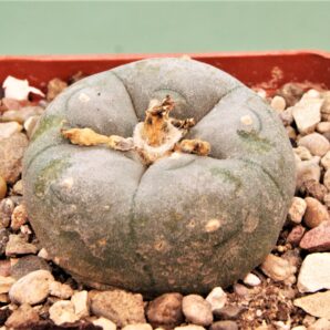 lophophora-williamsii-coahuila-2