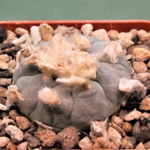 lophophora-williamsii-pp869-1
