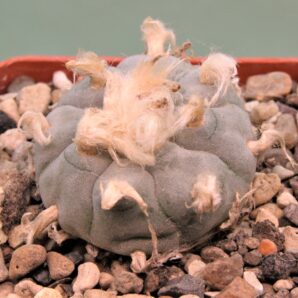 lophophora-williamsii-pp869-2