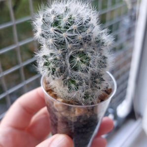 Mammillaria laui