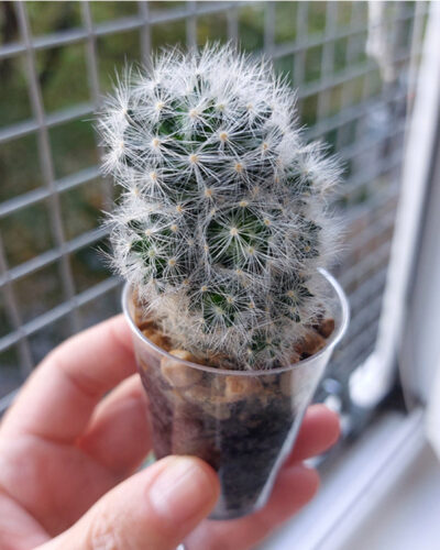 Mammillaria laui