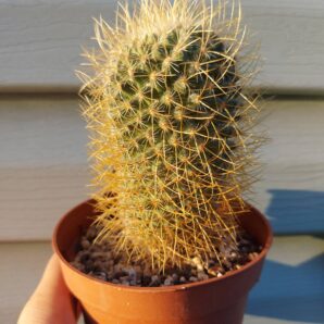 Mammillaria