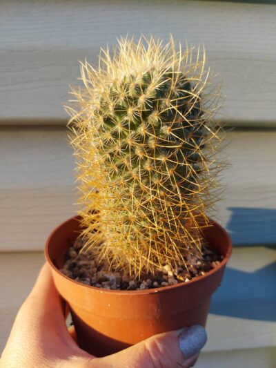 Mammillaria