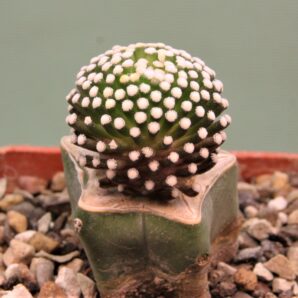 mammillaria-luethyi-1
