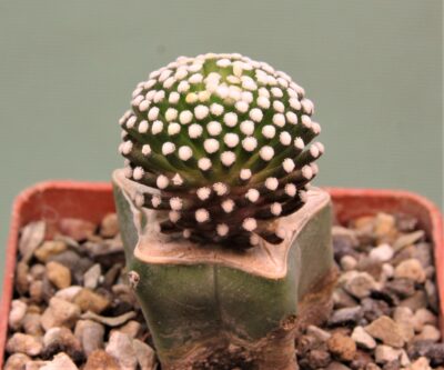 mammillaria-luethyi-1