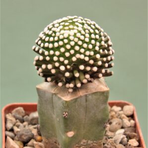 mammillaria-luethyi-2.