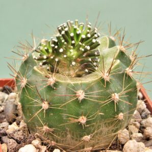 mammillaria-luethyi-v.-minima-1.