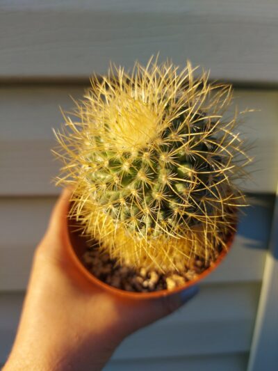 Mammillaria - Зображення 2