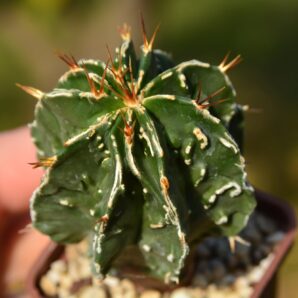 Astrophytum ornatum cv Fukuryu