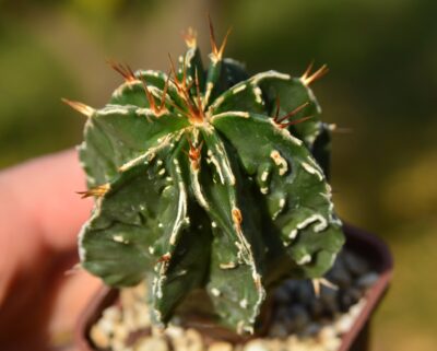 Astrophytum ornatum cv Fukuryu