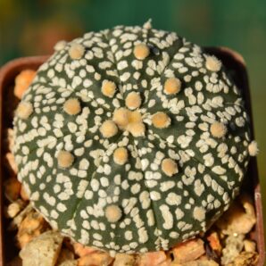 Astrophytum Super Kabuto
