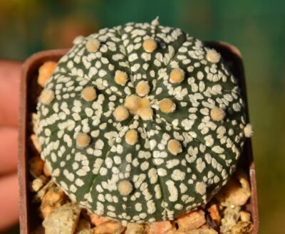 Astrophytum Super Kabuto