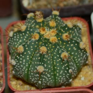 Astrophytum hybrid