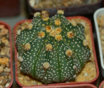 Astrophytum hybrid