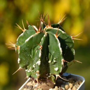 Astrophytum ornatum cv. Fukuryu