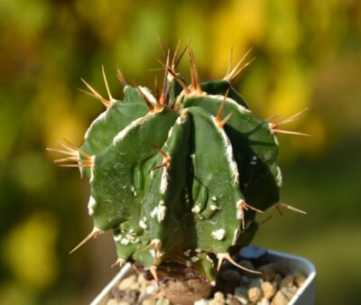 Astrophytum ornatum cv. Fukuryu