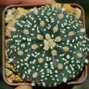 Astrophytum Super Kabuto