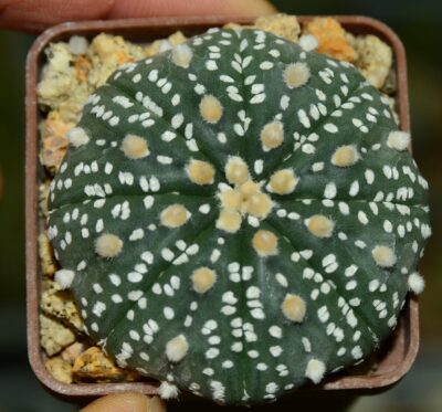 Astrophytum Super Kabuto
