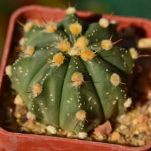 Astrophytum hybrid