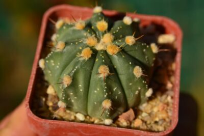 Astrophytum hybrid
