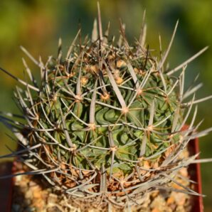 Echinofossulocactus crispatus