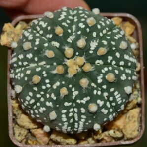 Astrophytum Super Kabuto