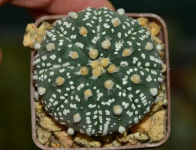 Astrophytum Super Kabuto