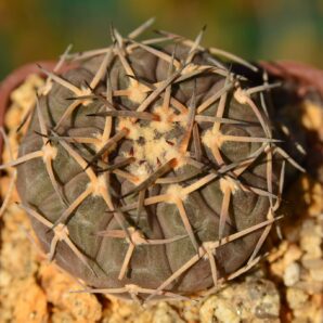 Gymnocalycium bodenbenderianum var. paucispinum