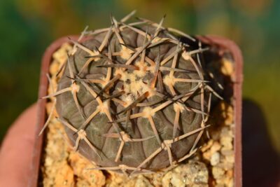 Gymnocalycium bodenbenderianum var. paucispinum