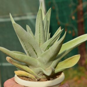 Gasteraloe cv Green Ice