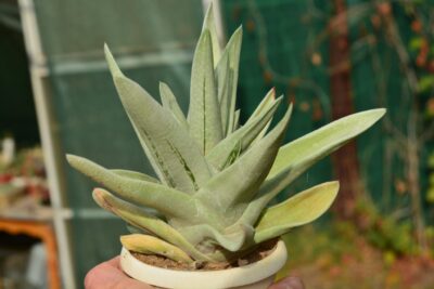 Gasteraloe cv Green Ice