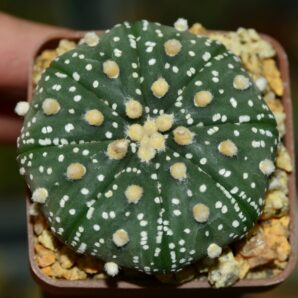 Astrophytum Super Kabuto