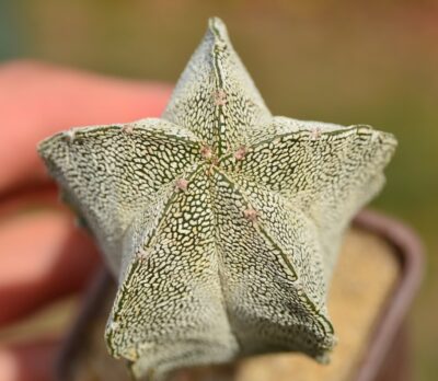 Astrophytum myriostigma cv Onzuka - Зображення 2