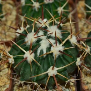 Echinocactus texensis