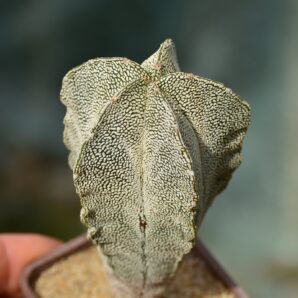 Astrophytum myriostigma cv Onzuka